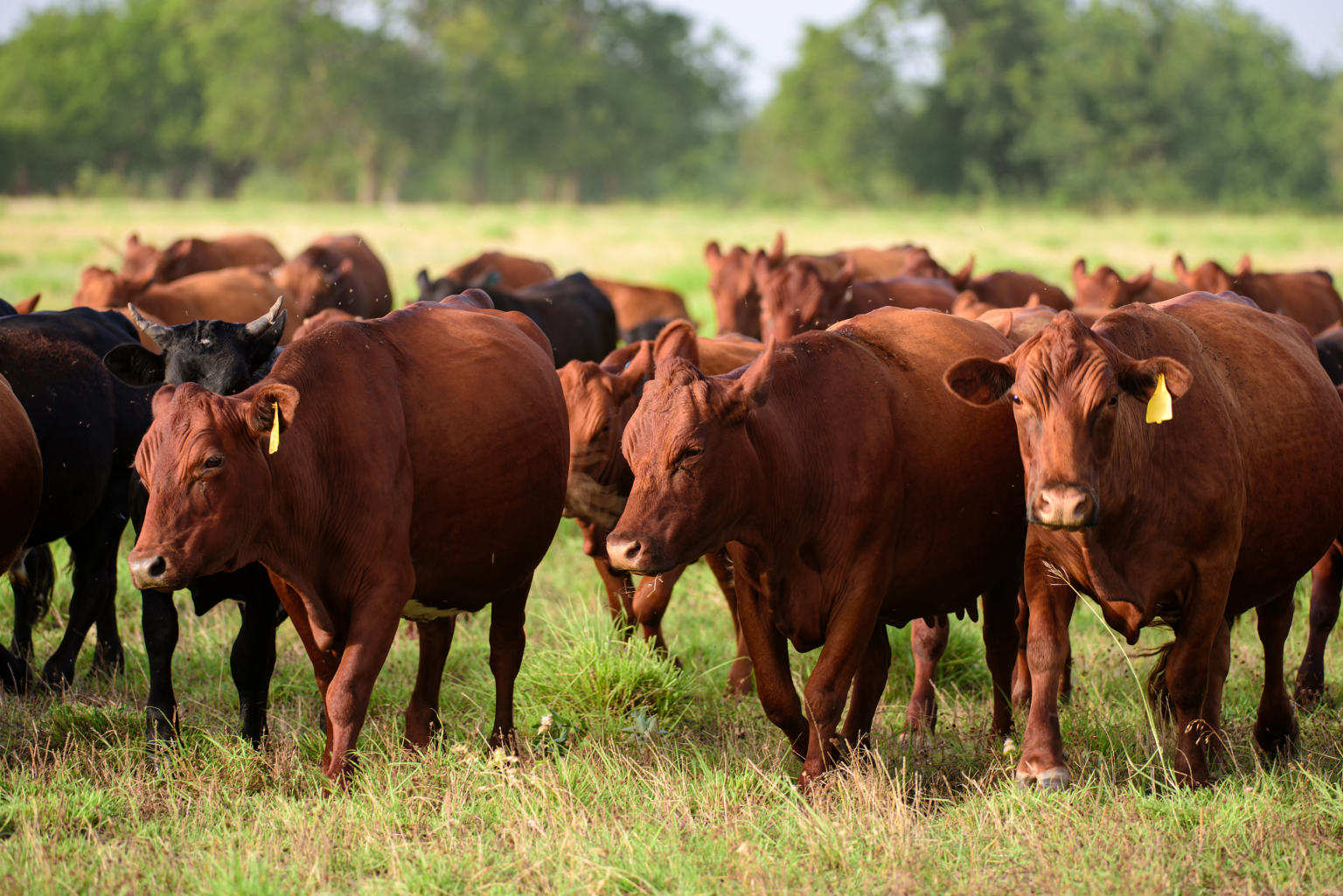 Livestock Monitoring
